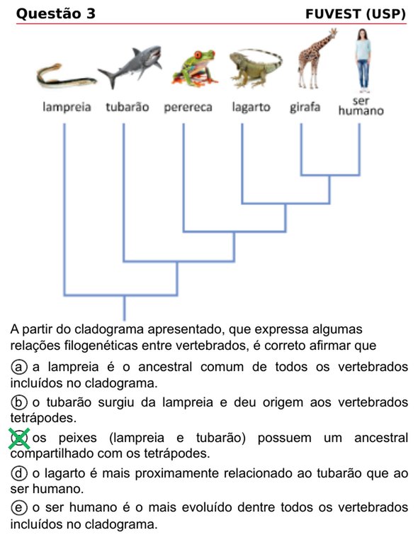 Questão 3 da FUVEST sobre cladograma de vertebrados, com um X verde na alternativa C, a correta